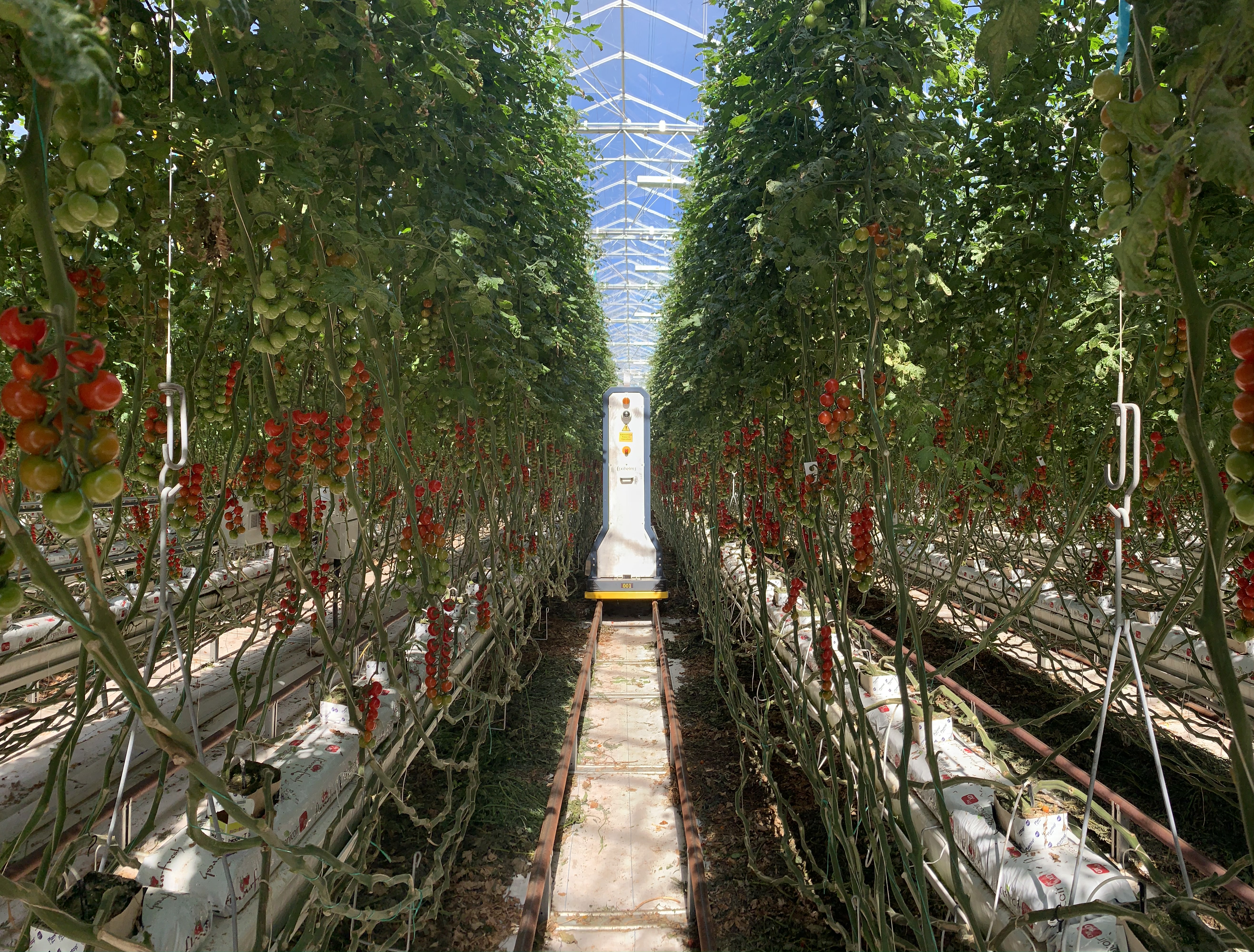 Example of lines of crops